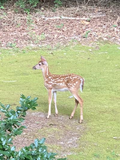 2019 fawn