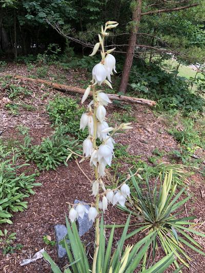 Driveway flowers