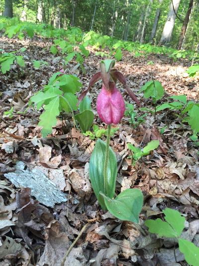 Lady slipper