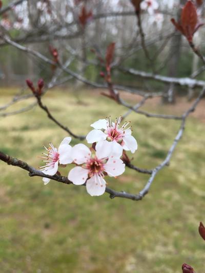 Plum tree