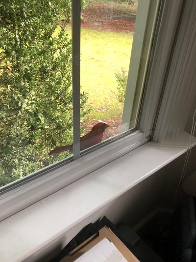 Window visitor