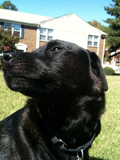 Relaxing in the yard