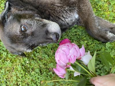 Smelling flowers