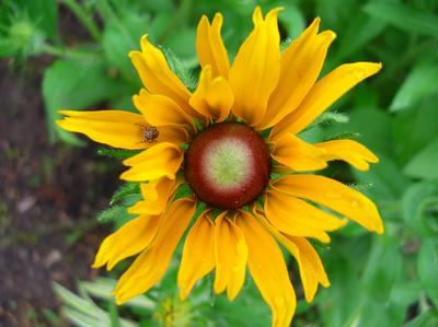 Spider on flower