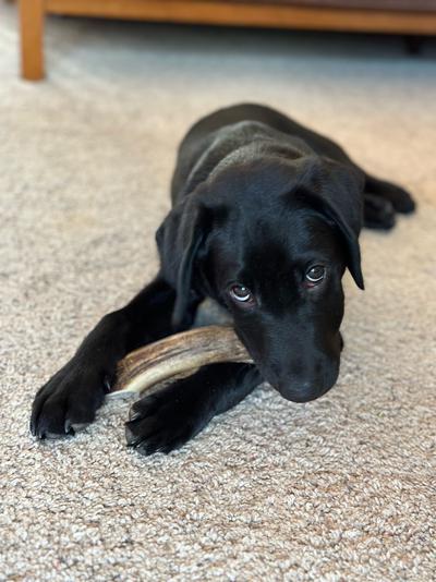 Chewing on an antler being like a wolf