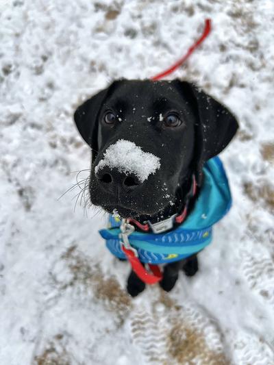 Scouts first snow