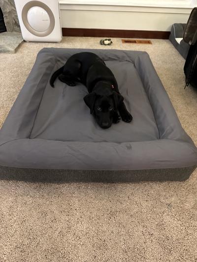 Trying out his new bed