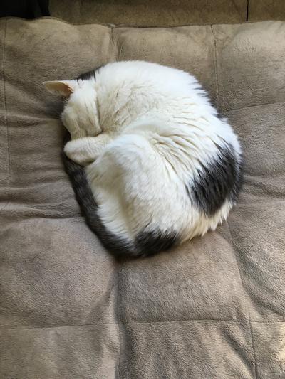 Sleeping in a ball
